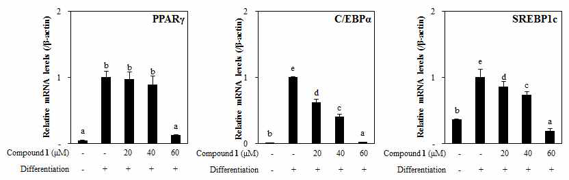 Effect of reynosin (1) from A. scorparia on the mRNA expression levels of key adipogenic differentiation marker, PPARγ, C/EBPα, and SREBPlc in 3T3-L1 adipocyte. The data represent the mean±SD of three separate experiments