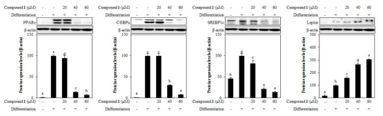 Effect of reynosin (1) from A. scorparia on the protein expression levels of key adipogenic differentiation marker, PPARγ, C/EBPα, SREBPlc, and leptin in 3T3-L1 adipocyte. The data represent the mean±SD of three separate experiments