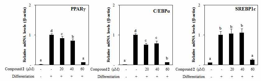 Effect of santamarine (2) from A. scorparia on the mRNA expression levels of key adipogenic differentiation marker, PPARγ, C/EBPα, and SREBPlc in 3T3-L1 adipocyte. The data represent the mean±SD of three separate experiments