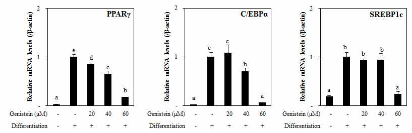 Effect of genistein from A. scorparia on the mRNA expression levels of key adipogenic differentiation marker, PPARγ, C/EBPα, and SREBPlc in 3T3-L1 adipocyte. The data represent the mean±SD of three separate experiments