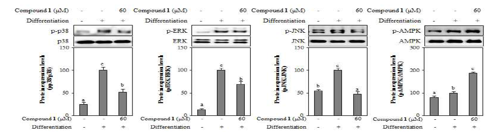 Effect of reynosin (1) from A. scorparia on the protein levels of MAPK and AMPK pathway in 3T3-L1 adipocyte. The data represent the mean±SD of three separate experiments