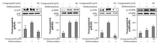 Effect of santamarine (2) from A. scorparia on the protein levels of MAPK and AMPK pathway in 3T3-L1 adipocyte. The data represent the mean±SD of three separate experiments