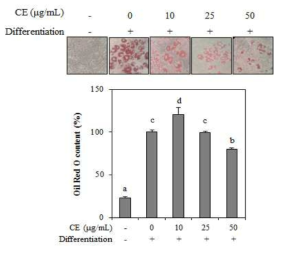 Effect of crude extract from A. gmelinii on the lipid accumulation of differentiated 3T3-L1 adipocytes depicted by Oil red O staining and the quantification of the stain bound to lipid dropletes. The data represent the mean±SD of three separate experiments