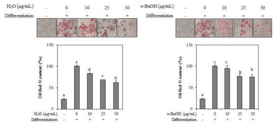 Effect of H2O and n-BuOH fractions from A. gmelinii on the lipid accumulation of differentiated 3T3-L1 adipocytes depicted by Oil red O staining and the quantification of the stain bound to lipid dropletes. The data represent the mean±SD of three separate experiments