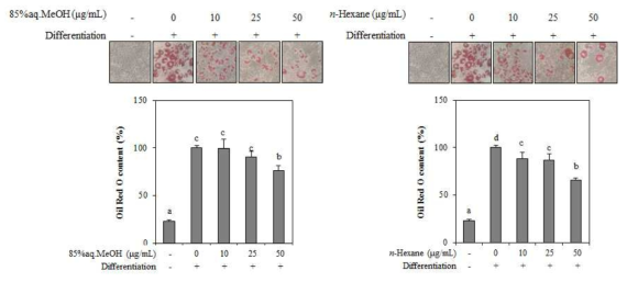 Effect of 85%aq.MeOH and n-hexane fractions from A. gmelinii on the lipid accumulation of differentiated 3T3-L1 adipocytes depicted by Oil red O staining and the quantification of the stain bound to lipid dropletes. The data represent the mean±SD of three separate experiments