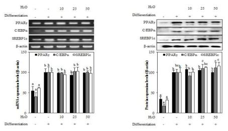 Effect of H2O fraction from A. gmelinii on the mRNA and protein expression levels of key adipogenic differentiation marker, PPARγ, C/EBPα, and SREBPlc in 3T3-L1 adipocyte. The data represent the mean±SD of three separate experiments