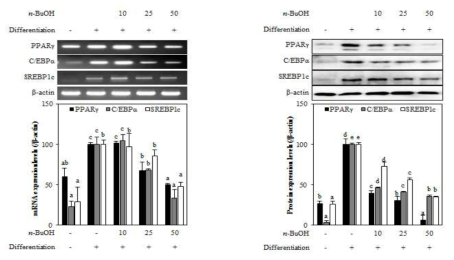 Effect of n-BuOH fraction from A. gmelinii on the mRNA and protein expression levels of key adipogenic differentiation marker, PPARγ, C/EBPα, and SREBPlc in 3T3-L1 adipocyte. The data represent the mean±SD of three separate experiments