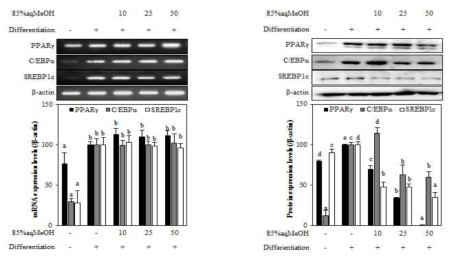 Effect of 85%aq.MeOH fraction from A. gmelinii on the mRNA and protein expression levels of key adipogenic differentiation marker, PPARγ, C/EBPα, and SREBPlc in 3T3-L1 adipocyte. The data represent the mean±SD of three separate experiments