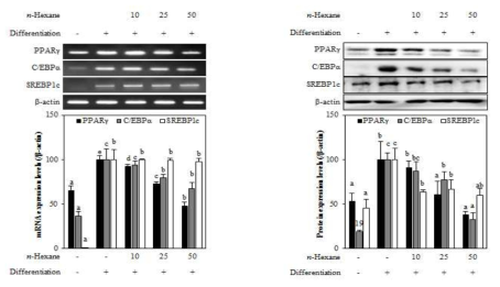 Effect of n-hexane fraction from A. gmelinii on the mRNA and protein expression levels of key adipogenic differentiation marker, PPARγ, C/EBPα, and SREBPlc in 3T3-L1 adipocyte. The data represent the mean±SD of three separate experiments