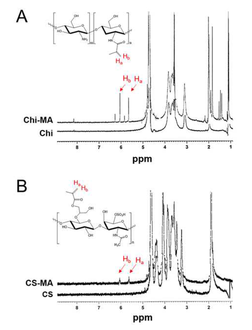 1H-NMR을 통한 바이오폴리머의 메타크릴레이트화 확인. (A) 메타크릴레이트화 키토산(Chi-MA) 고분자 합성 확인 (B) 메타크릴레 이트화 황산 콘트로이틴(CS-MA) 고분자 합성 확인