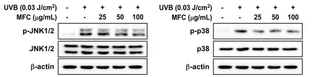 MFC의 JNK1/2, p38 인산화 저해효능