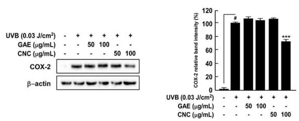 CNC의 COX-2 발현억제 탐색
