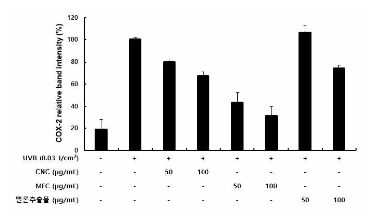 대조구와 CNC, MFC의 COX-2 발현억제 탐색
