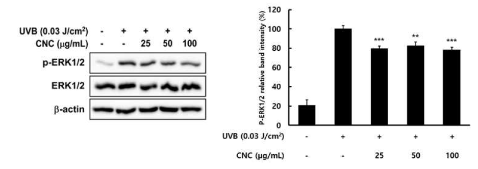 CNC의 ERK1/2 인산화 저해효능