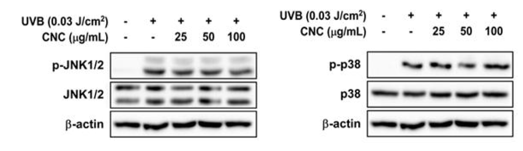 CNC의 JNK1/2, p38 인산화 저해효능
