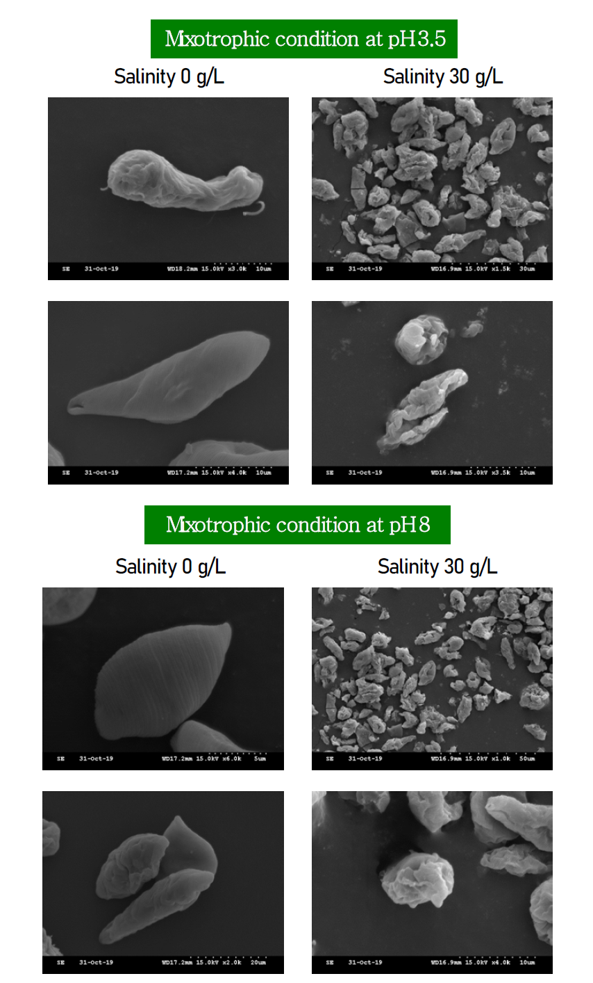 혼합영양배양조건에서 초기 pH 3.5와 8로 배양한 유글레나 바이오매스의 주사전자현미경(SEM) 사진