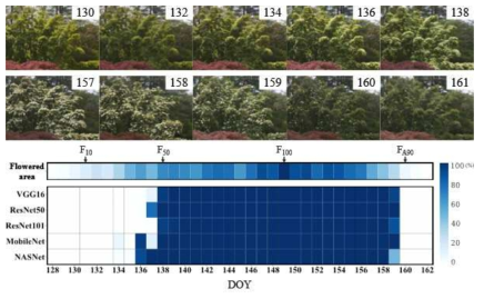 실제 학술림 네트워크에서 촬영된 사진을 활용하여 예측을 수행한 결과. 아래 각 모델들에 대하여 짙은 파란 색으로 표시된 것이 신경망이 개화한 시기라고 예측한 기간임. 위의 Flowered Area는 개화한 비율에 대해 정량적으로 분석한 결과임