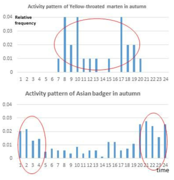 담비(위)와 오소리(아래)의 일별 관찰 빈도 패턴 비교