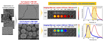 크기에 따른 선택적 이미징이 가능하게 제작된 초미세입자 모델물질의 특성 분석