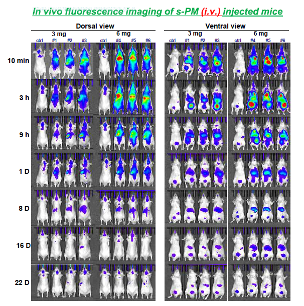 초미세입자 모델물질의 정맥 흡입후 시간에 따른 생체 형광 이미징 결과