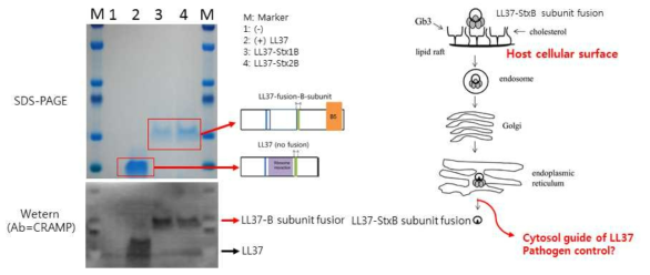 LL37-StxB fusion 단백질의 발현 확인
