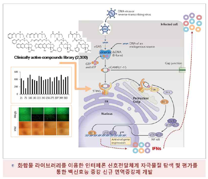 인터페론 자극 화합물 탐색 및 면역증강 평가연구