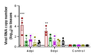 qRT-PCR 방법을 통하여 감염된 페럿 조직에서의 바이러스 역가측정