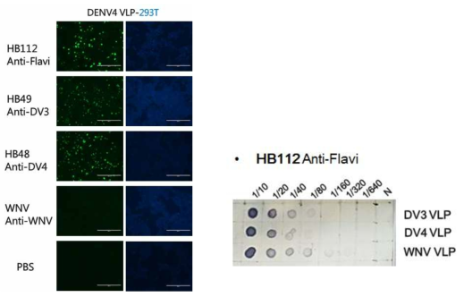 확립된 뎅기 바이러스 4 (DENV4)의 VLP를 발현하는 세포를 특이 항체로 확인한 결과 (좌), DENV3,4, West Nile virus의 VLP에 대한 특이 항체를 이용한 dot blot 결과(우)를 통하여 VLP 확인 후 재생산
