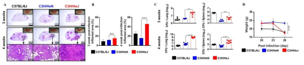 C3H/HeN 과 C3H/HeJ 마우스 비교를 통한 결핵균 감염 모델