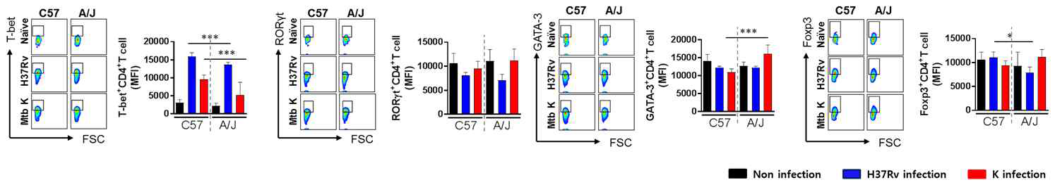 폐 조직 CD4+ T 세포의 분극화 양상 분석