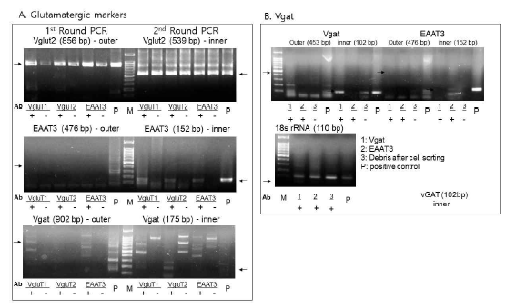 마우스 모델에서 신경세포 분리 확인을 위한 RT-PCR 분석. A 글루타메이트 지표들의 확인, B. GABA 지표의 확인