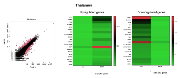 MPTP 유도 파킨슨병 모델에서 중계핵 영역인 Thalamus의 유전자 변화. 좌측: NOISeq 분석, 붉은색 점이 변화하는 유전자를 나타냄; 중앙 및 우측: heatmap 이미지