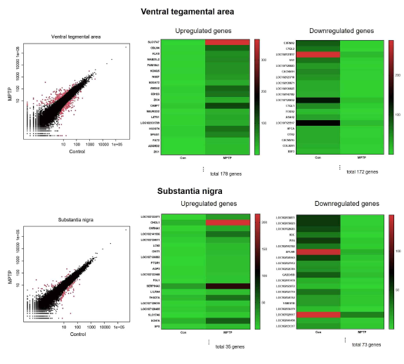 MPTP 유도 파킨슨병 모델에서 도파민 원천인 ventral tegmental area와 substantia nigra에서의 유전자 변화. 좌측: NOISeq 분석, 붉은색 점이 변화하는 유전자를 나타냄; 중앙 및 우측: heatmap 이미지