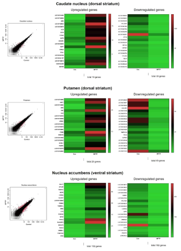 MPTP 유도 파킨슨병 모델에서 기저핵의 구성성분인 caudate nucleus, putamen 및 nucleus accumbens에서의 유전자 변화. 좌측: NOISeq 분석, 붉은색 점이 변화하는 유전자를 나타냄; 중앙 및 우측: heatmap 이미지