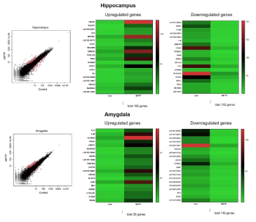 MPTP 유도 파킨슨병 모델에서 변연계 구성성분인 hippocampus와 amygdala에서의 유전자 변화. 좌측: NOISeq 분석, 붉은색 점이 변화하는 유전자를 나타냄; 중앙 및 우측: heatmap 이미지
