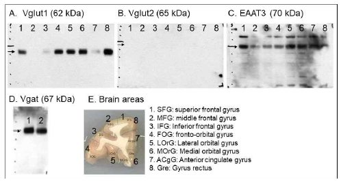 영장류 전두엽 대뇌피질의 영역별 샘플을 이용한 글루타메이트 항체들의 반응 확인. A. Vglut1 항체, B. Vglut2 항체, C. EAAT3 항체, D. Vgat 항체를 이용한 western blotting 분석, E. 항체 반응에 이용된 영장류 전두엽 영역들