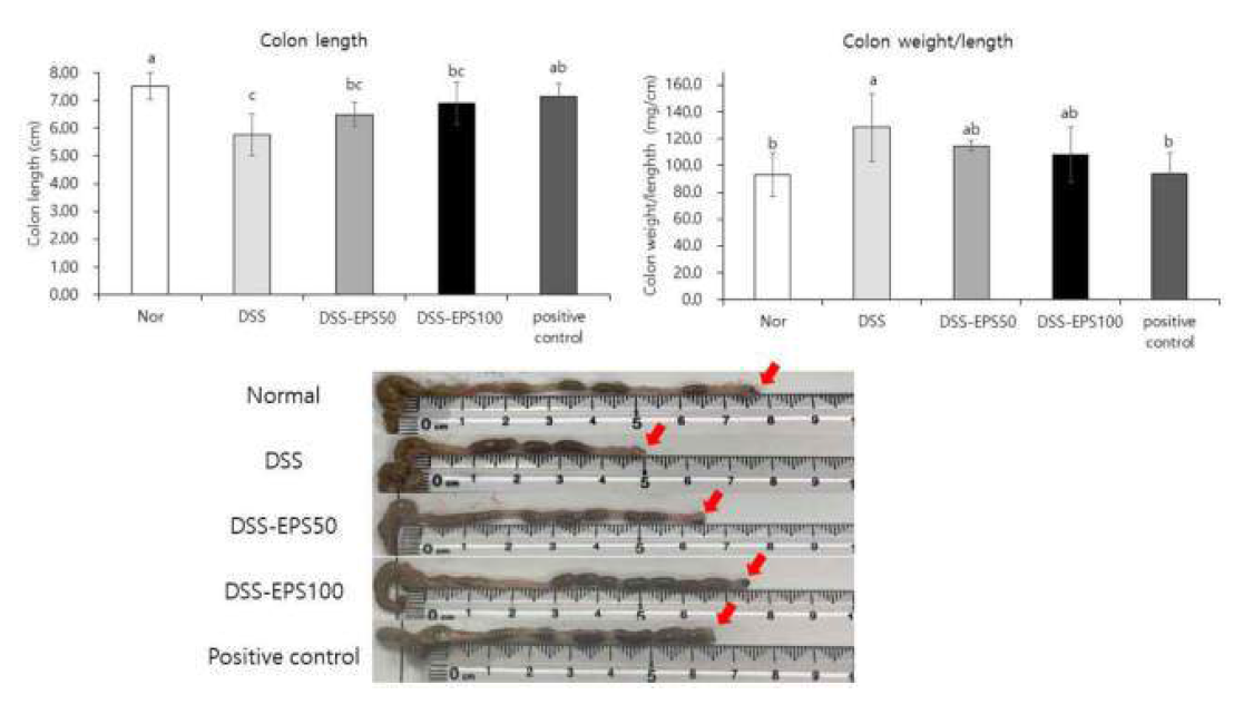 Effects of EPS on the colon length, colon weight/length ratio in C57BL/6 mice with DSS induced colitis. Nor: Normal diet. DSS: DSS + Normal diet. DSS-EPS50 : DSS + 50 mg/kg b.w. EPS, DSS-EPS100 : DSS + EPS 100 mg/kg b.w. positive control : DSS + 500 mg/kg b.w. Suflasalazine. a-cMeans with the different letters at the same storage period are significantly different (p < 0.05) by Duncan’s multiple range tests