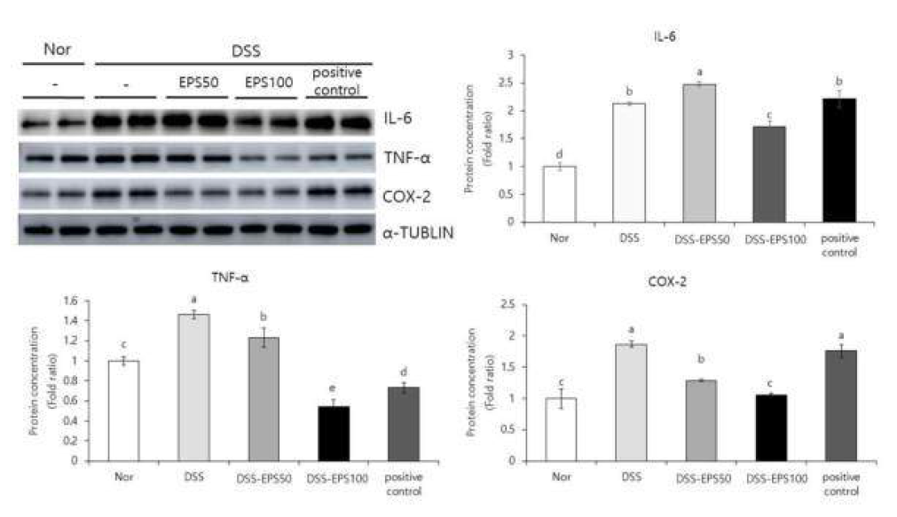 Effects of EPS on protein expression levels of IL-6, TNF-α, and COX-2 in C57BL/6 mice with DSS induced colitis. Nor: Normal diet. DSS: DSS + Normal diet. DSS-EPS50 : DSS + 50 mg/kg b.w. EPS, DSS-EPS100 : DSS + EPS 100 mg/kg b.w. positive control : DSS + 500 mg/kg b.w. Suflasalazine. a-dMeans with the different letters at the same storage period are significantly different (p < 0.05) by Duncan’s multiple range tests