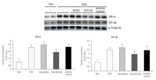 Effects of EPS on protein expression levels of IL-6, TNF-α, and COX-2 in C57BL/6 mice with DSS induced colitis. Nor: Normal diet. DSS: DSS + Normal diet. DSS-EPS50 : DSS + 50 mg/kg b.w. EPS, DSS-EPS100 : DSS + EPS 100 mg/kg b.w. positive control : DSS + 500 mg/kg b.w. Suflasalazine. a-dMeans with the different letters at the same storage period are significantly different (p < 0.05) by Duncan’s multiple range tests