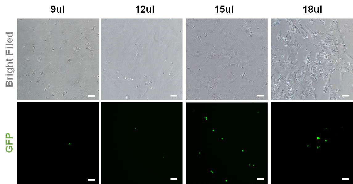 CRISPR/CAS9를 이용한 생식선줄기세포 형질전환 효율 확인