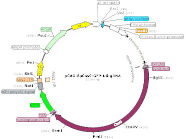 CRISPR/CAS9 All-in-one vector 모식도