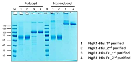 His 및 Fc tagging된 NgR1 항원 생산