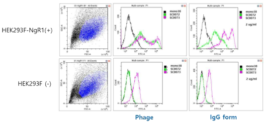 NgR1에 대한 양성 세포주 제작 후 대조항체(SC0072, SC0073)로 FACS 분석