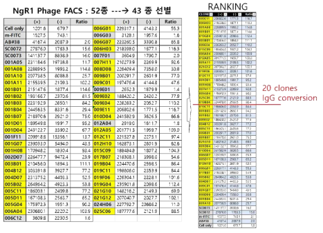 phage FACS 분석 후 상위 클론 20개 선별