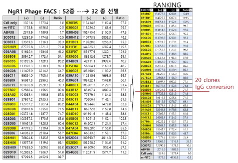 phage FACS 분석 후 상위 클론 20개 선별