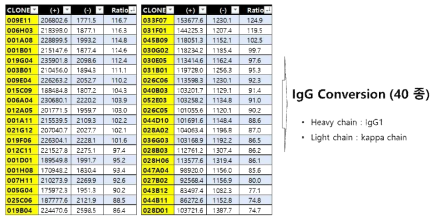 최종 선별한 Hit phage 40종 IgG form으로 전환