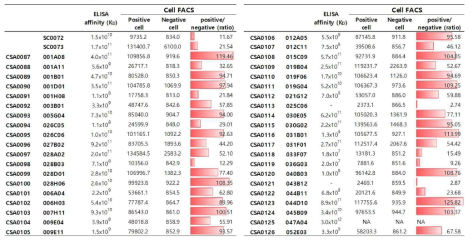 40종 항체들이 NgR1에 대한 ELISA binding affinity 및 NgR1 양성 세포주와 음성 세포주에서의 Cell FACS 분석