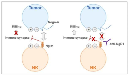 NgR1 억제제