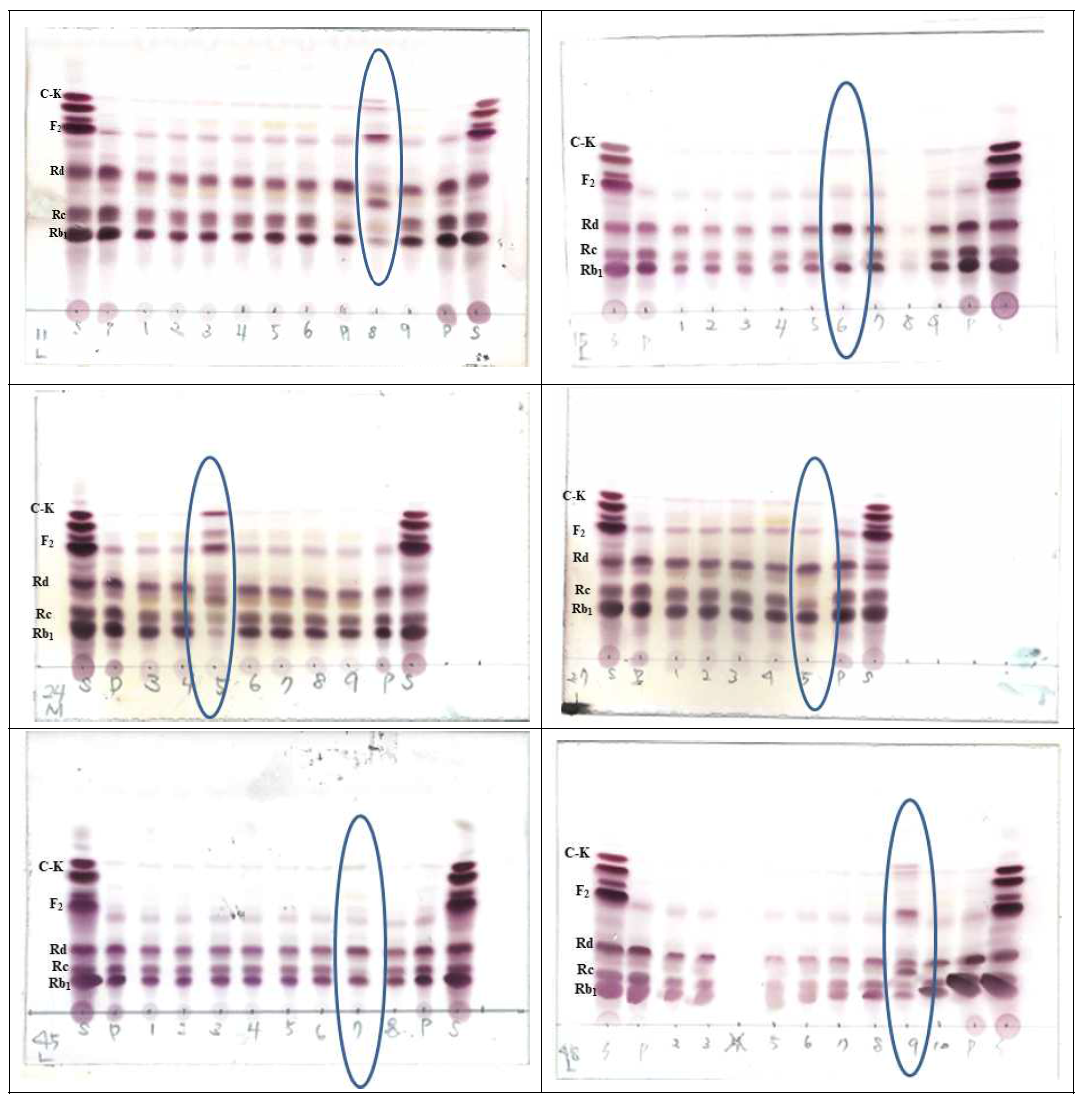 분리된 균주들의 진세노사이드 전환능 확인을 위한 TLC 결과