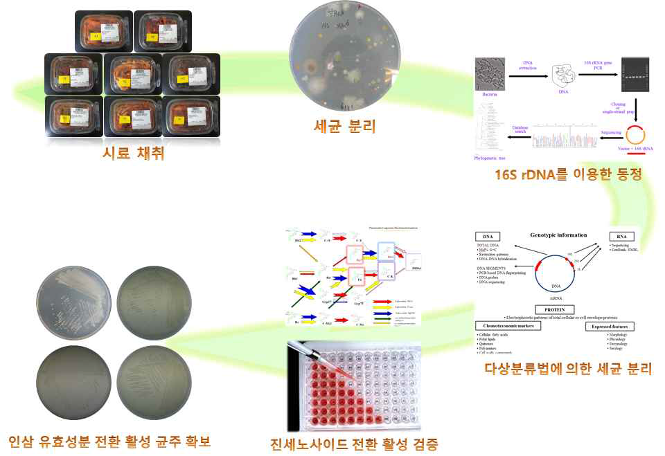 인삼 유효성분 활성 균주 확보 추진방법